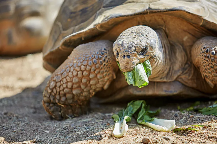 A Galapagos tortoise eating lettuce