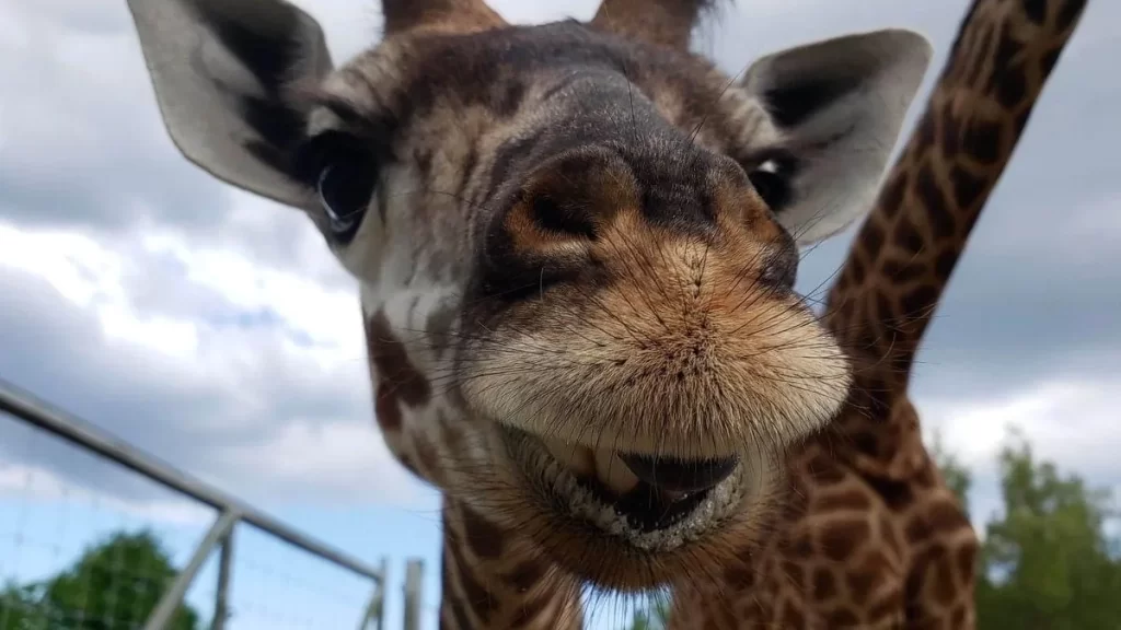 a close up portrait of Giraffes at the Toronto Zoo smile at the camera
