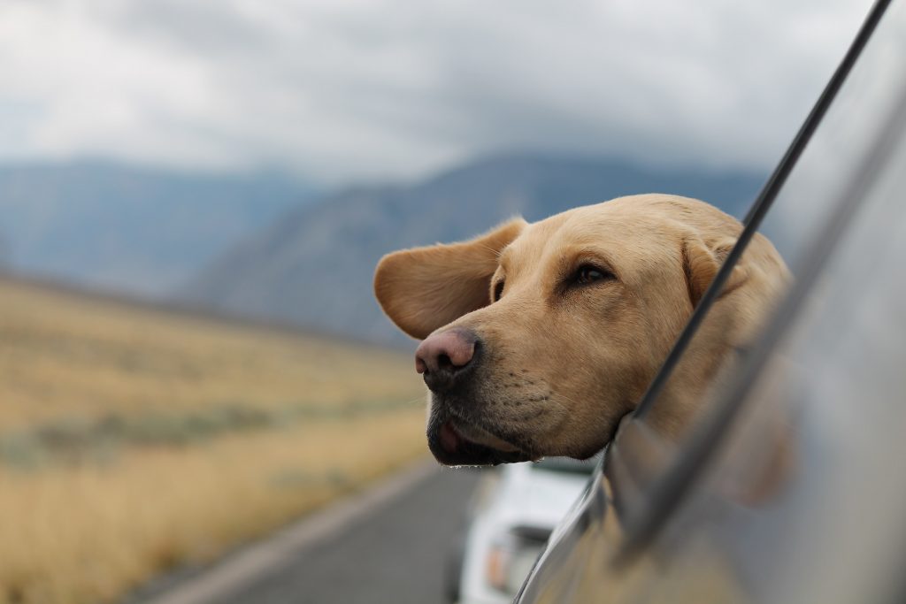 A dog enjoys a pet-friendly car ride with it;s head out the car window