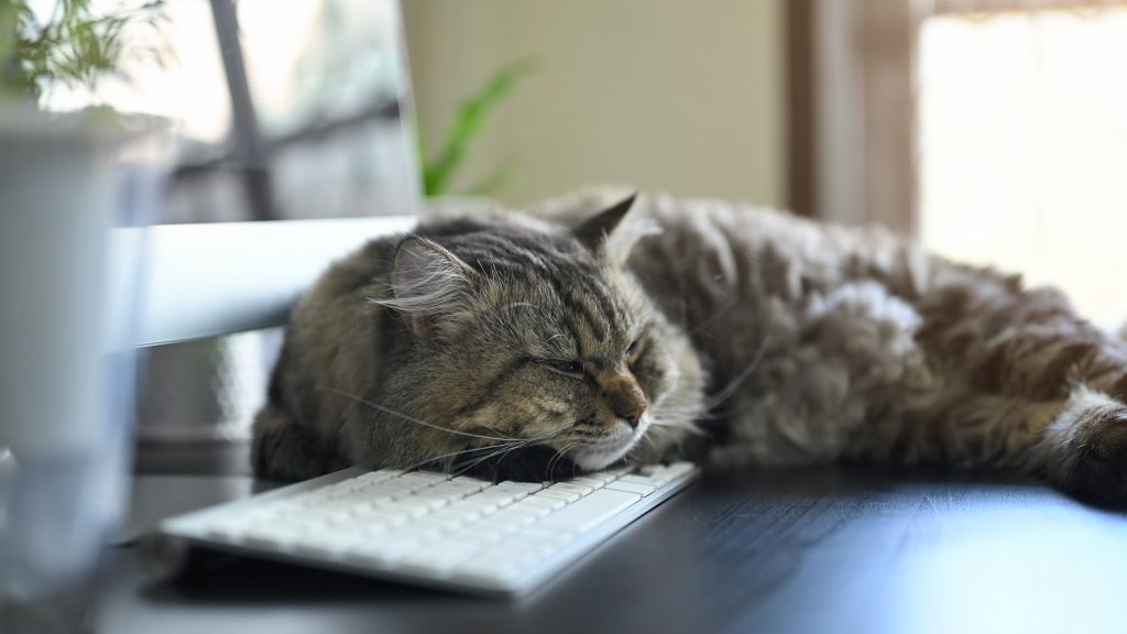 Cute Main Coon cat is lying on a work from home setup surrounded by a computer monitor. The cat gently rests it's head on a keyboard.