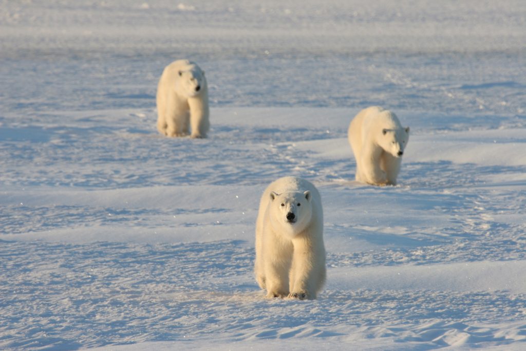 Mother and cubs polar bear walk across artice flats in Churchill, Manitoba