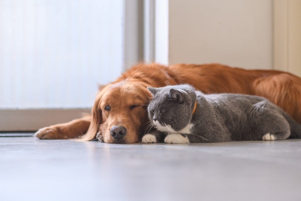 dog and cat - what to know when adopting a pet