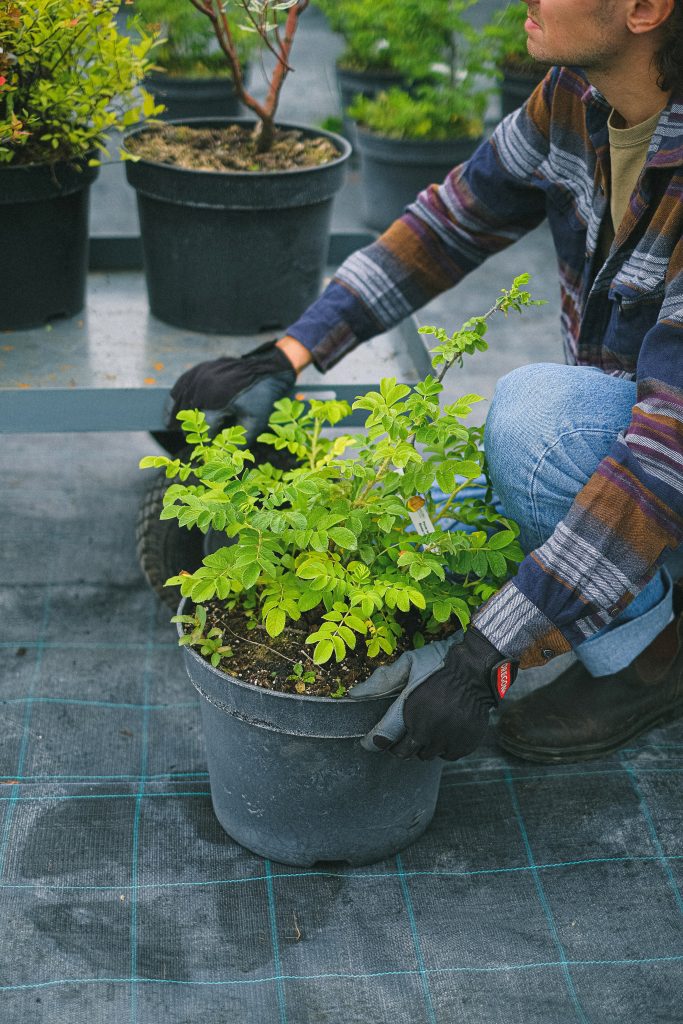 a gloved gardener holds a plant in a grey container