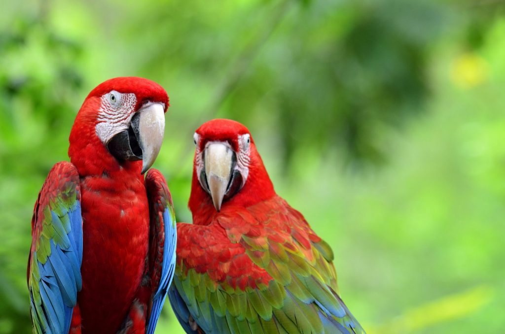 Two green winged macaws sit close together in front of a green background