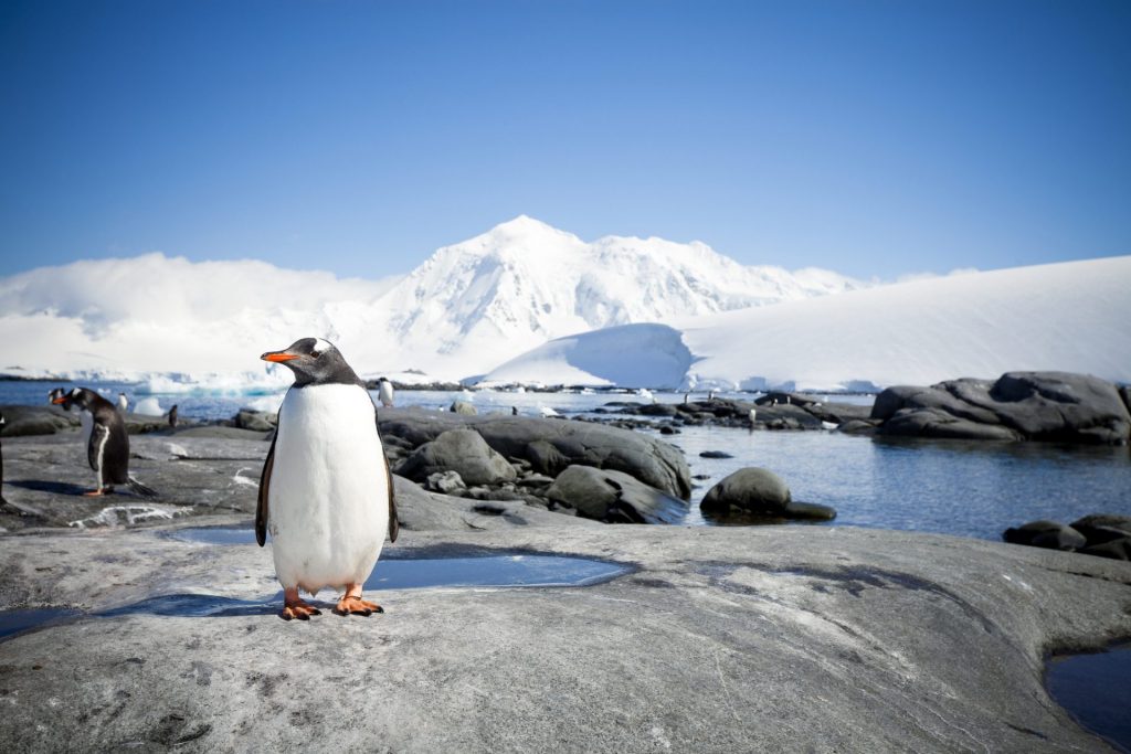 penguin in Antarctic