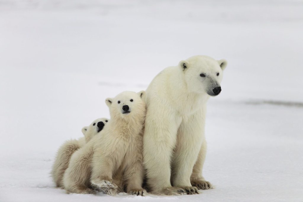 polar bears in Churchill