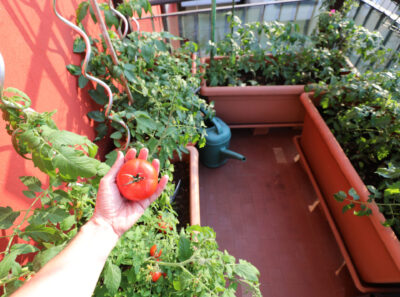 hand with a red tomatoes and pots for urban cultivation