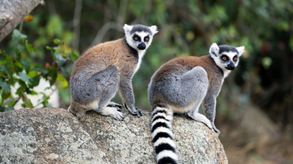 Madagascar: Ring-Tailed Lemur in Isalo National Park