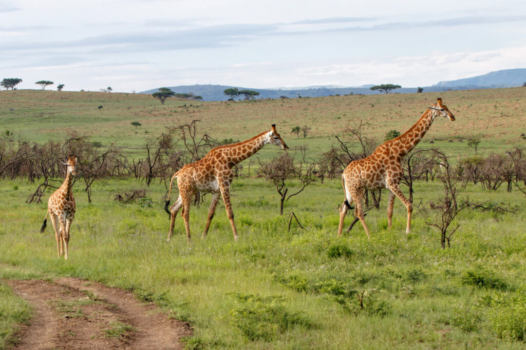Giraffes in Nambiti Game Reserve in South Africa