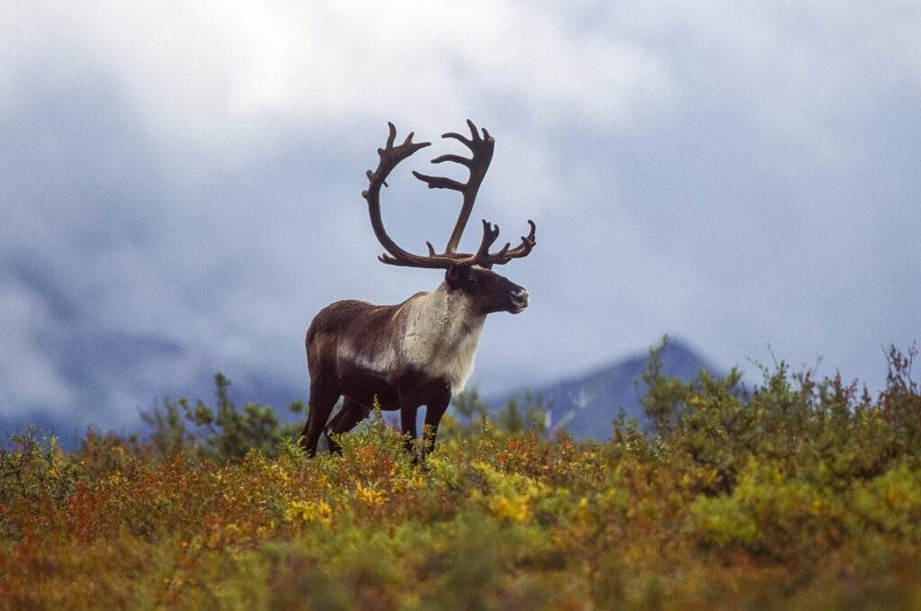 A lone caribou stands on the Alaskan tundra.