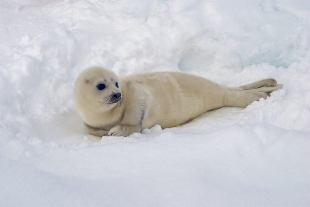 Seal Pup