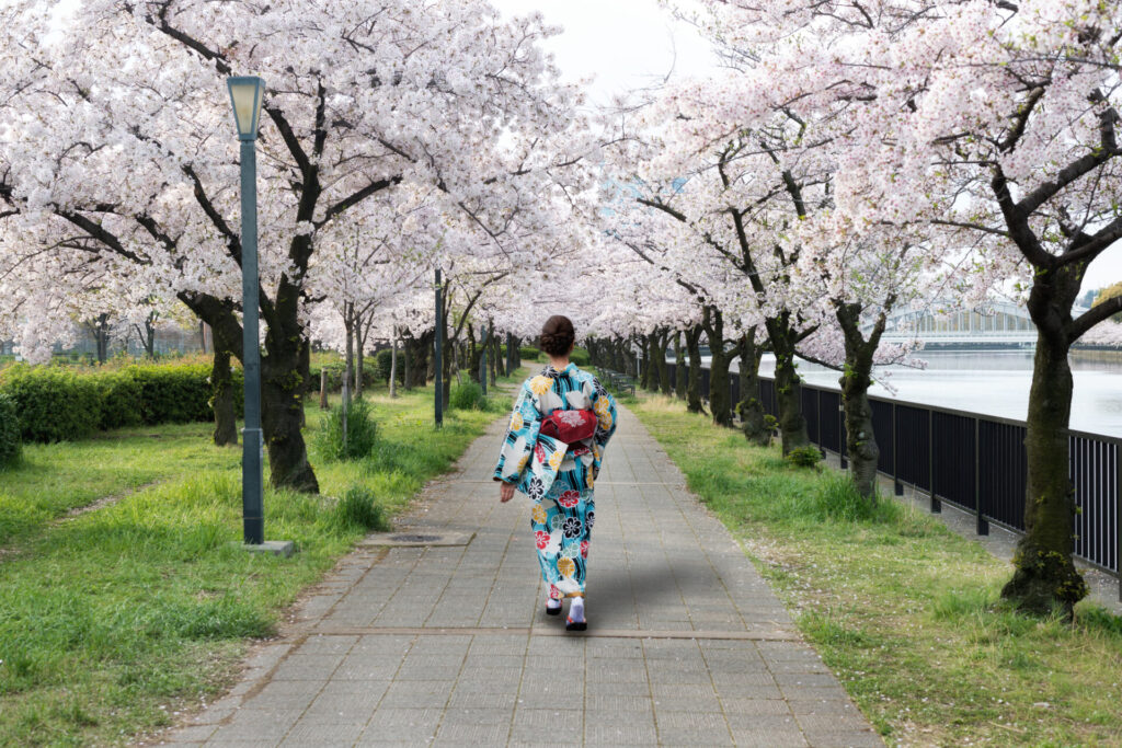 woman wearing traditional japanese kimono in cherry blossom garden in Osaka, Japan. Spring season in Japan.