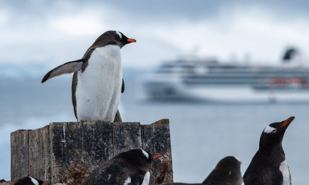Gentoo penguins in Antarctica with the Viking Octantis offshore.