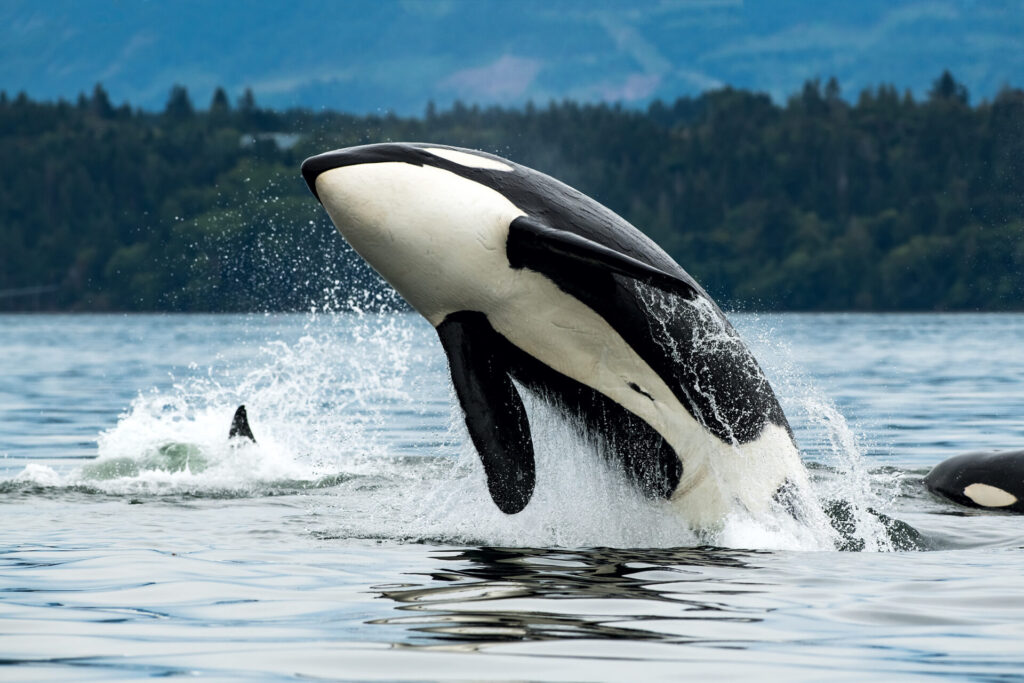 orca whale jumping out of the sea