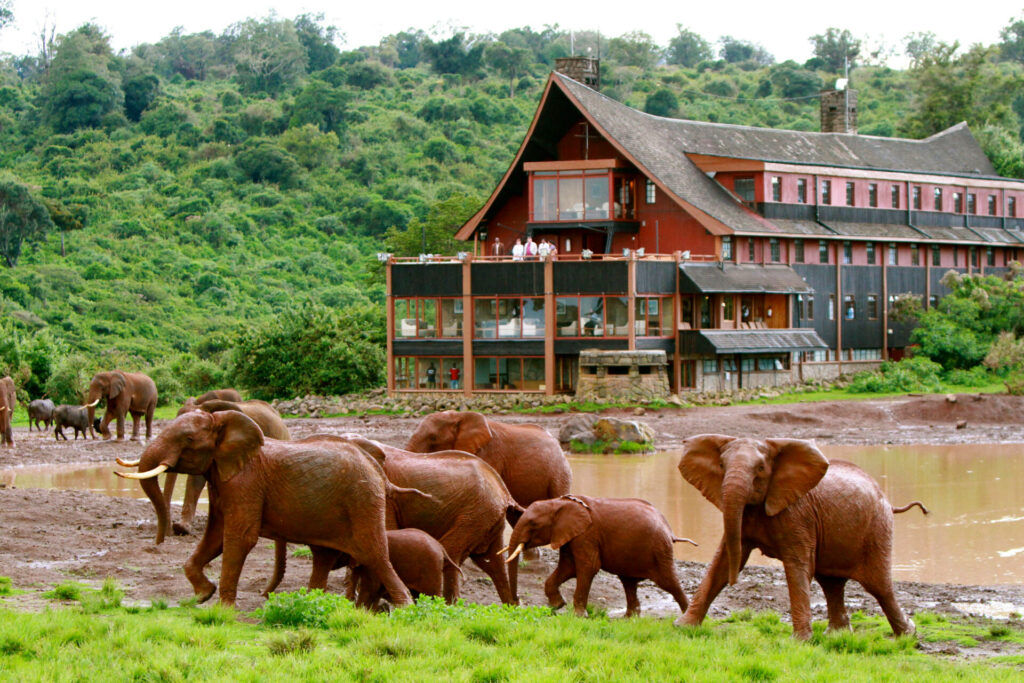 The Ark with elephants