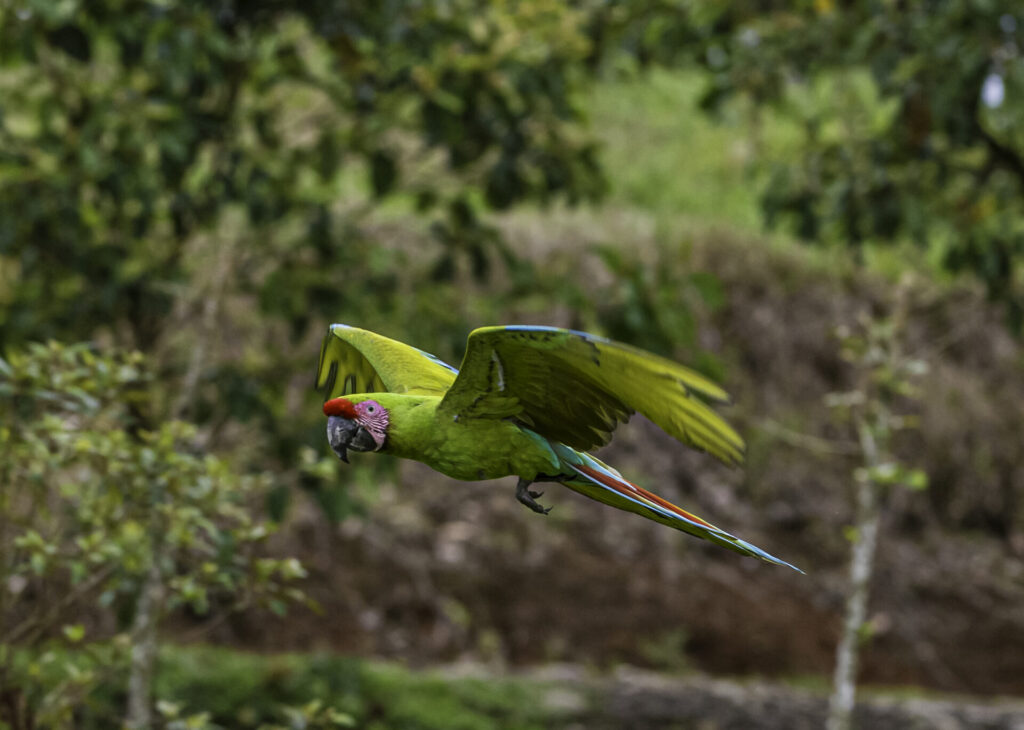 The great green macaw (Ara ambiguus), also known as Buffon's macaw or the great military macaw found in Costa Rica