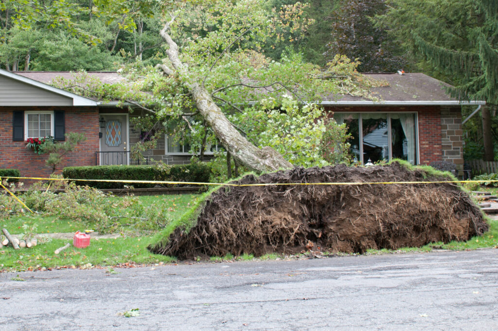 Uprooted Tree Fallen on House