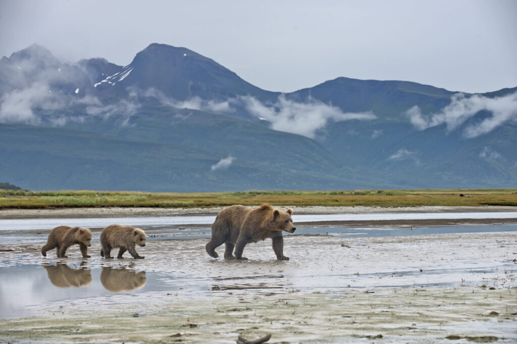 A Brown Bear with 2 spring cubs