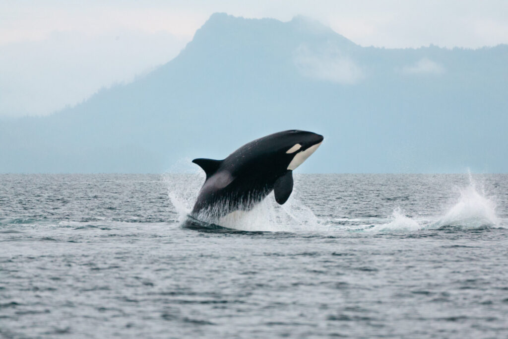 Jumping Orca in Prince William Sound, Alaska