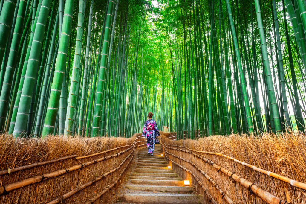 Bamboo Forest. woman wearing japanese traditional kimono at Bamboo Forest in Kyoto, Japan.
