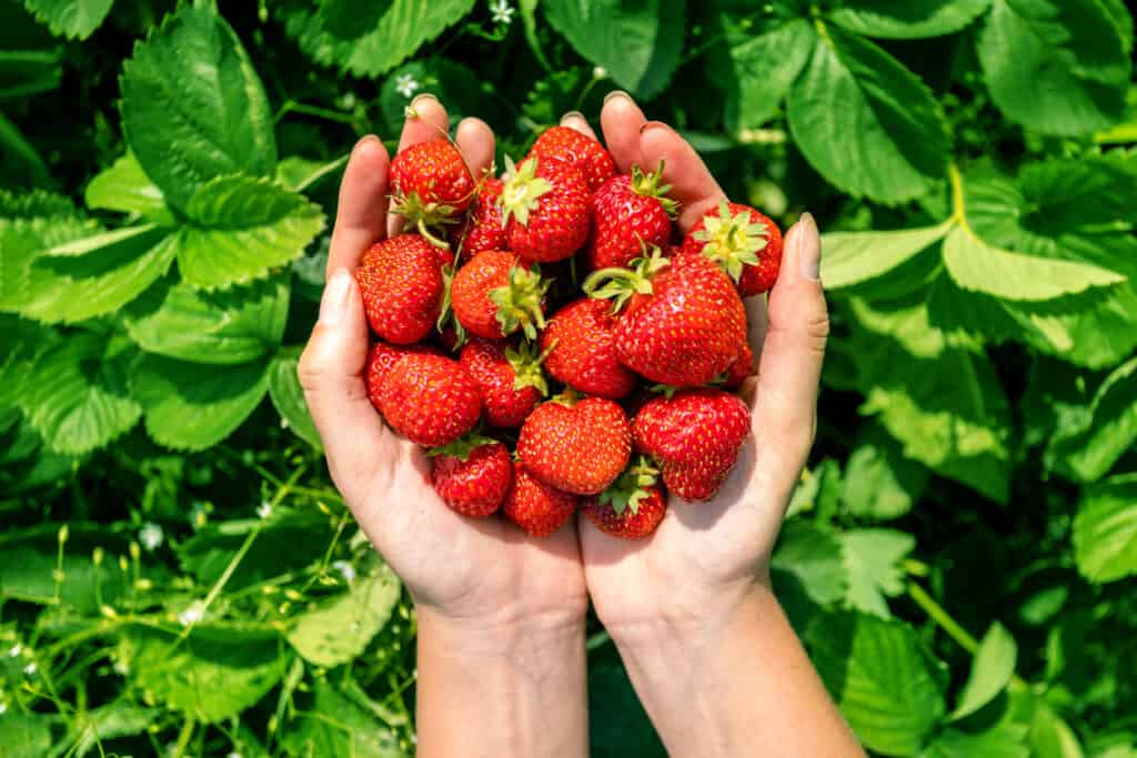 handful of ripe fresh strawberries in female palms on a background of green leaves, top view