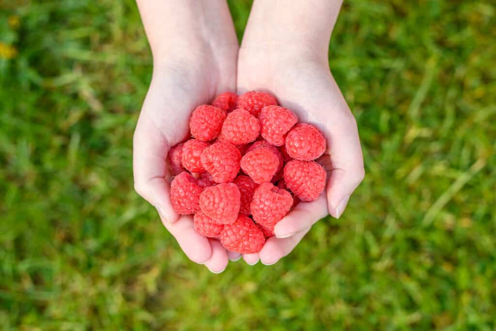 A handful of beautiful ripe raspberries