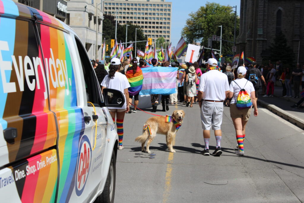 Golden retriever looks back to the camera whiloe being walked by his family at the Ottawa Pride Parade. To the left of the frame is a CAA Van with the rainbow everyday logo