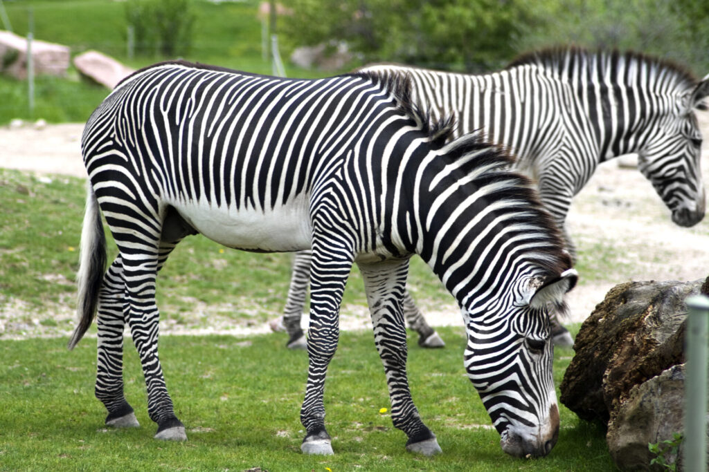 zebras at zoo