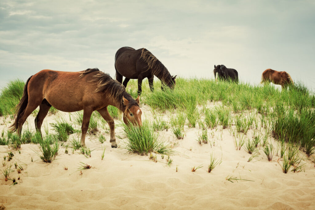 Sable Island wild horses. Two mares, a stallion and a young foal grazing from sand dunes on the historical Sable Island Nature Reserve.