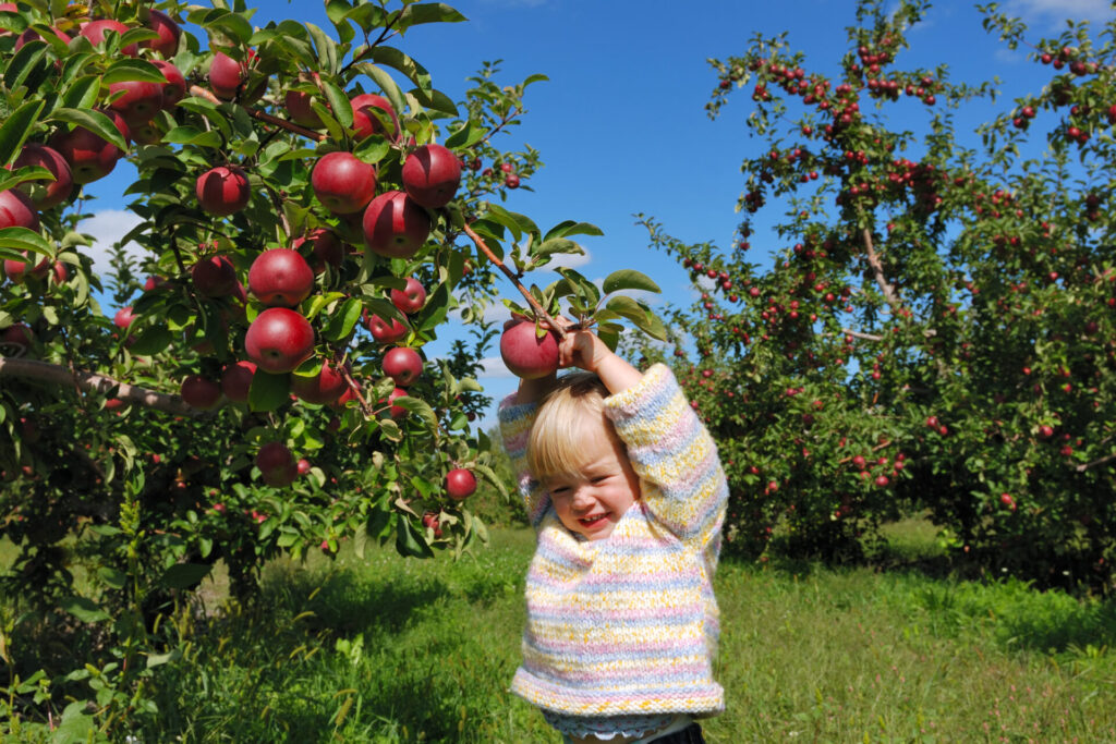 Child Picking Apples