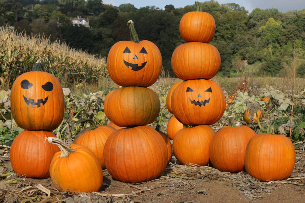 Close-up image of ripe, orange pumpkins stacked after growing in field ready to sell for Halloween, some gourds have Jack O'lantern style faces, black sticker mouth and eyes stuck on them, sunny day blue sky, focus on foreground