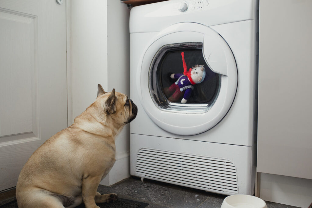dog watching toy in mashing machine