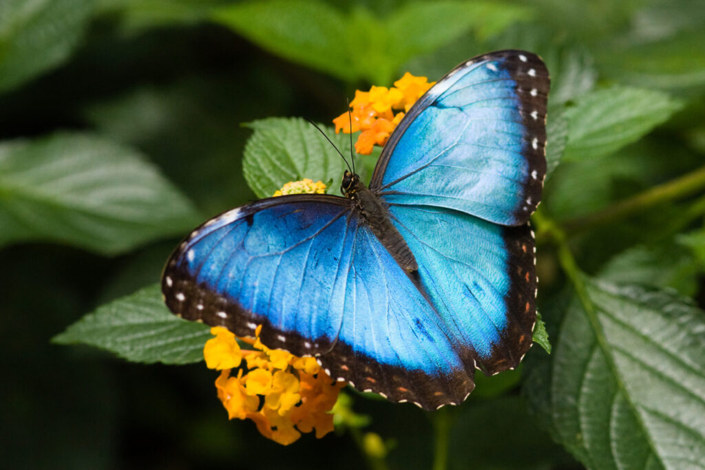 Blue Morpho Butterfly in Costa Rica