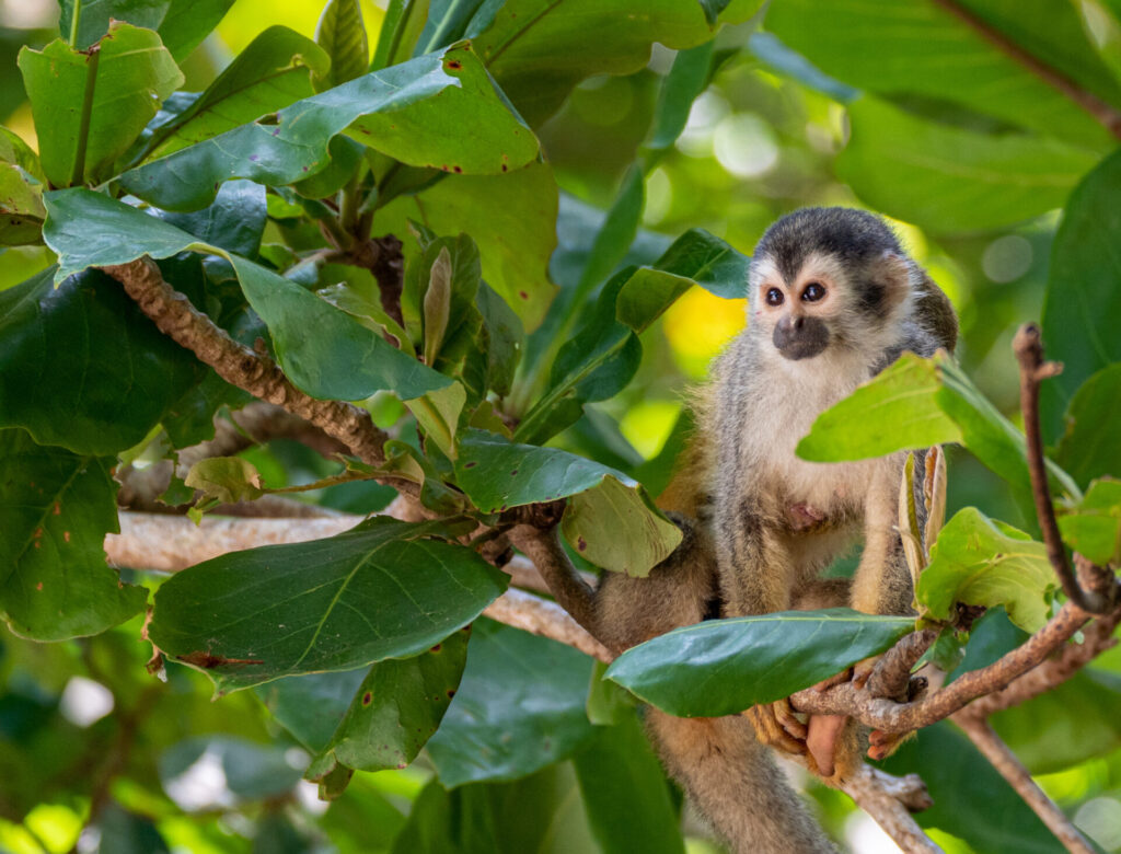 Wild Squirrel Monkey in Manuel Antonio National Park on the Pacific Coast of Costa Rica
