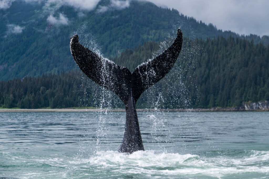 Whale fluke in Alaska