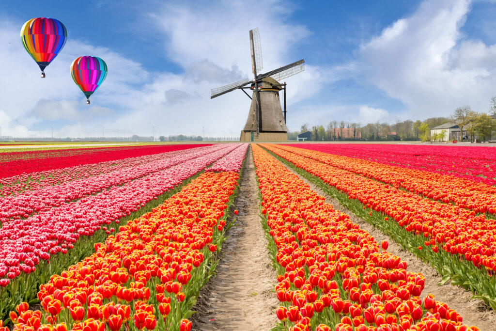 Landscape of Netherlands bouquet of tulips with hot air balloon.