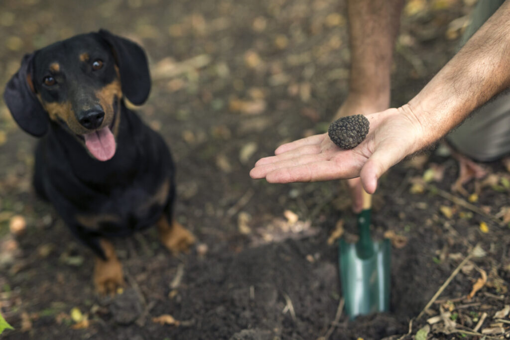 dog and hand holding truffle mushroom