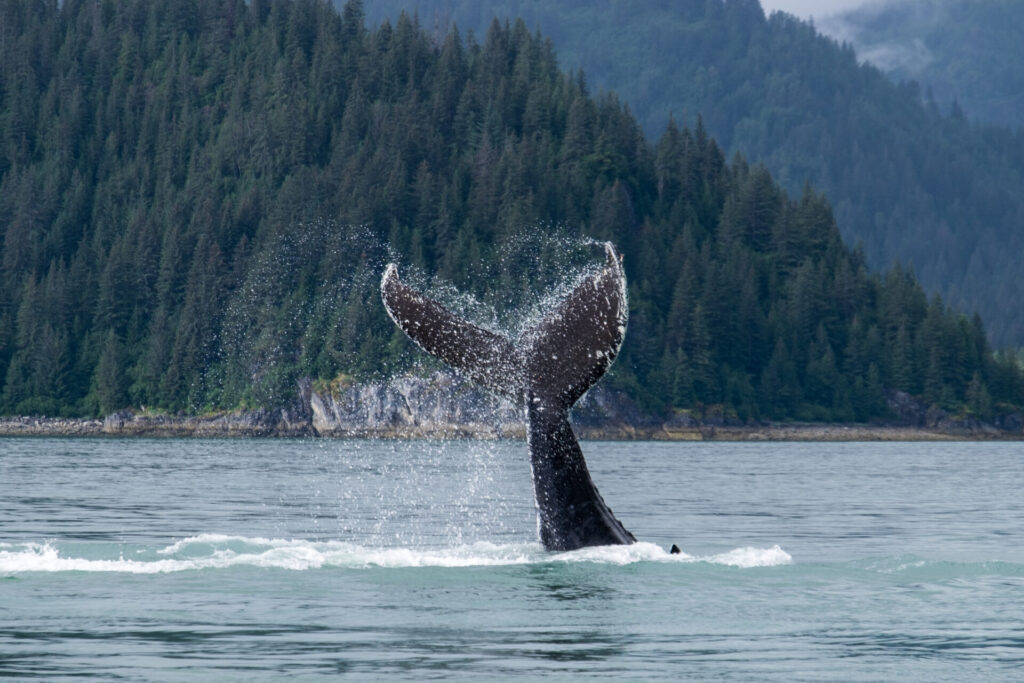 Whale fluke splashing in Glacier Bay Alaska