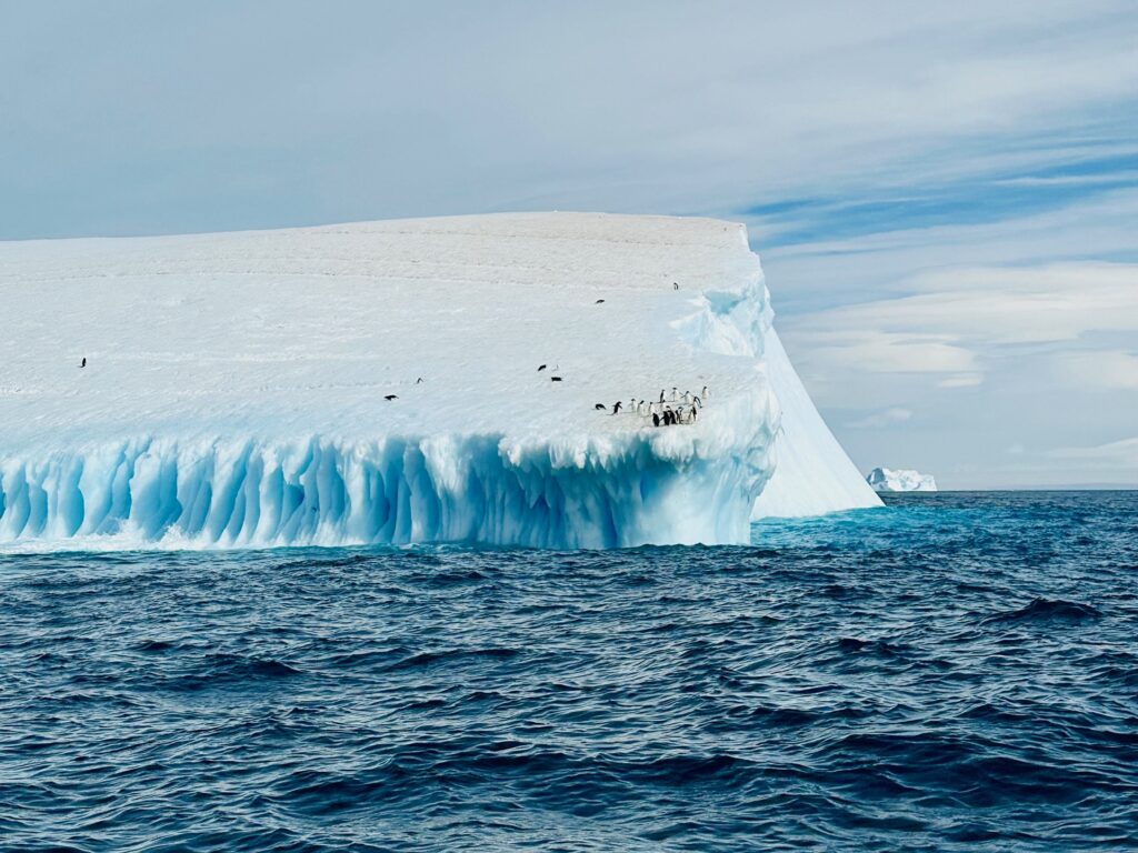 Iceberg Penguins