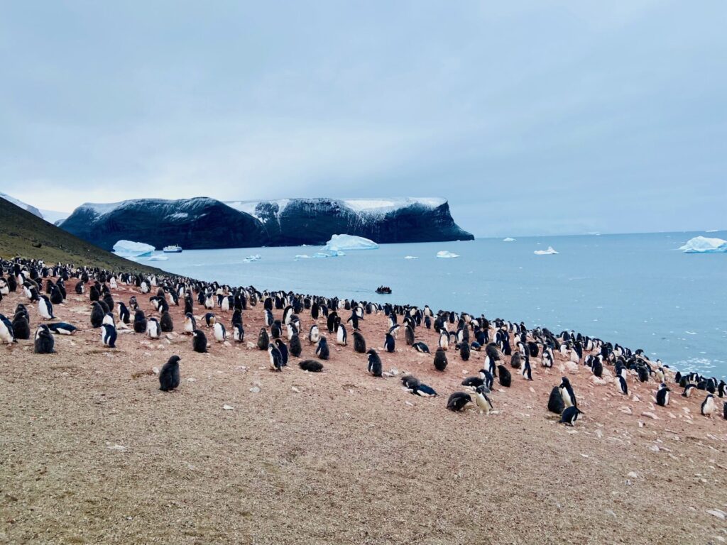 Penguins shore