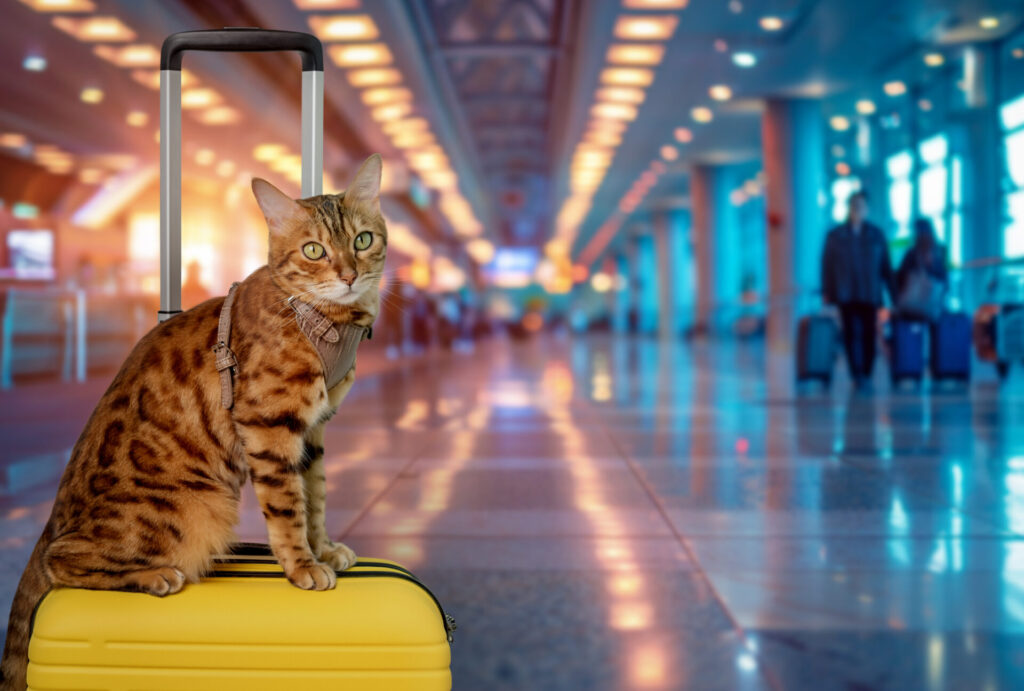 A Bengal cat sits on a suitcase against the backdrop of an airport terminal.