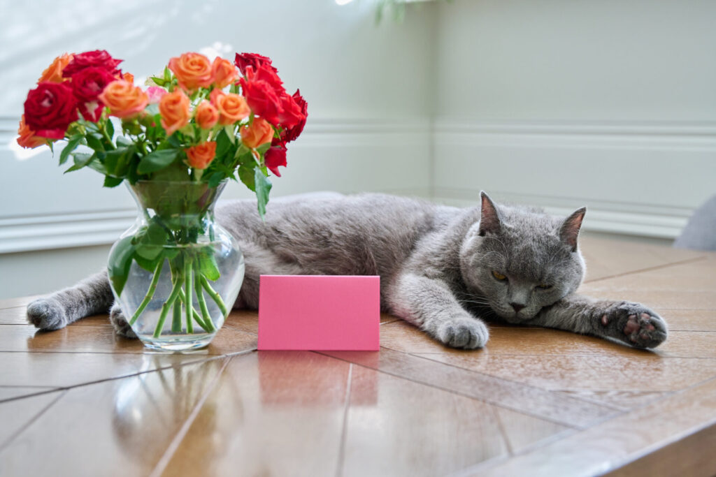Relaxed cat lying on table with bouquet of flowers in vase and card