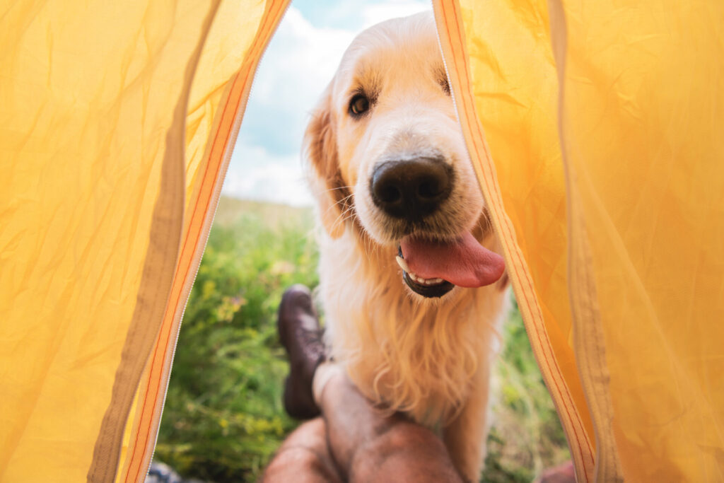 Cropped view of traveler in tent with funny golden retriever dog