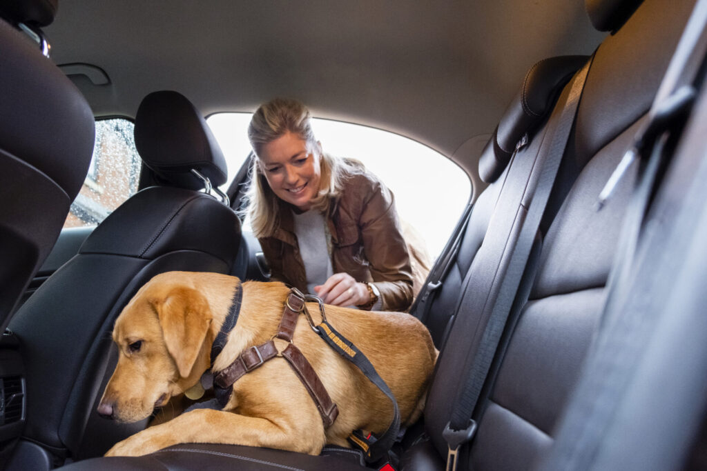 dog in a harness in the back seat of a car