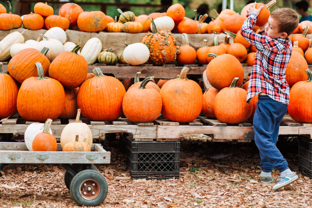 kid lifting a pumpkin