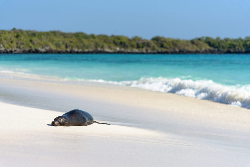 Sea Lion (Zalophus wollebaeki on Beach on Gardner Bay, Espanola, Galapagos Island, Ecuador, South America.